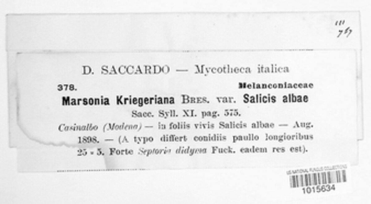 Marssonina kriegeriana image